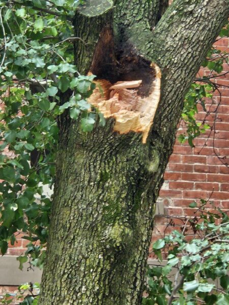 A dark discoloration can been seen on the surface and inside the trunk of the broken pear tree on Joralemon Street. Photo courtesy of Linda DeRosa