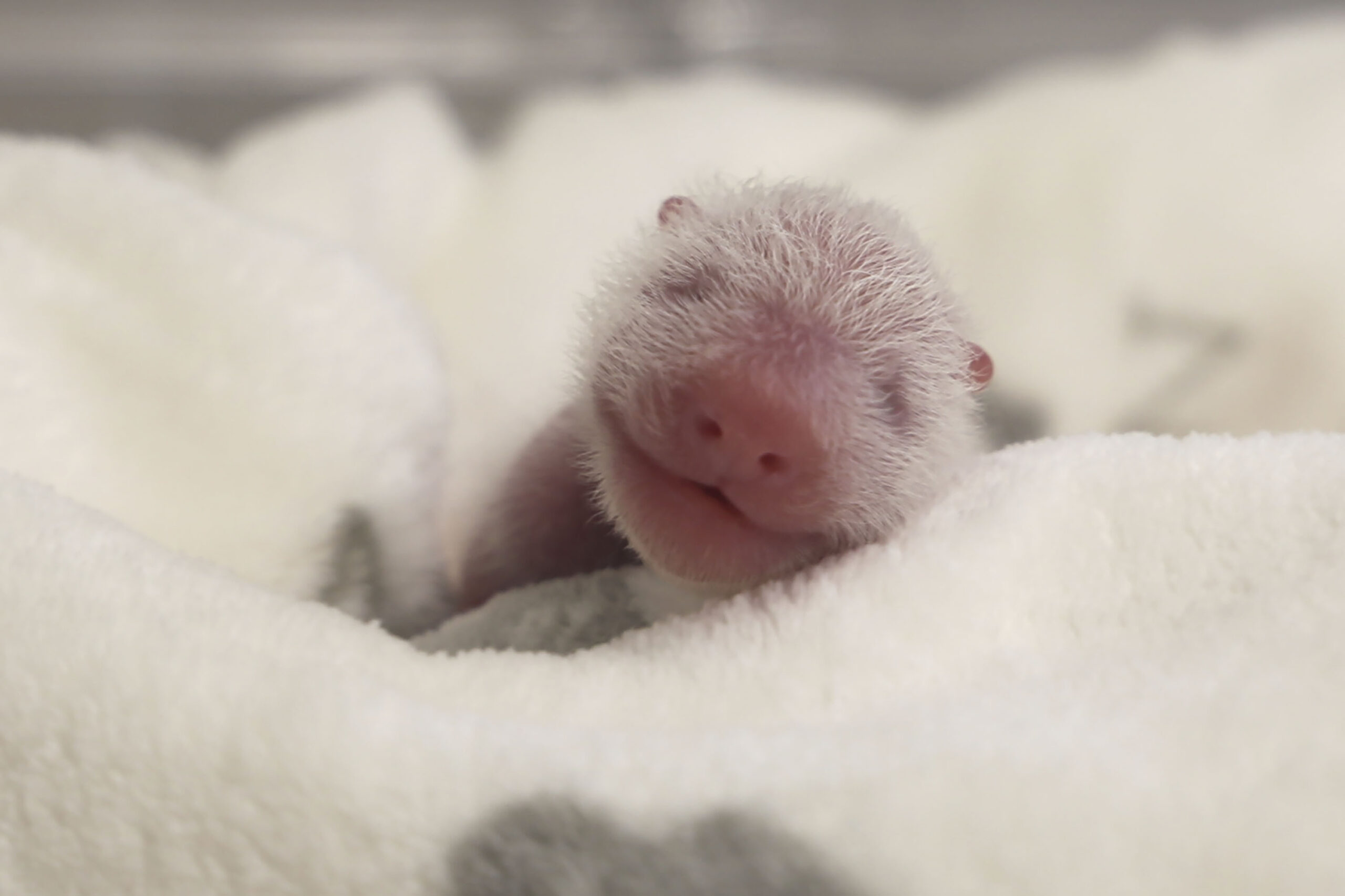 This photo released by the Zoo Berlin on Tuesday, Aug. 27, shows a newborn panda at the Zoo in Berlin. (© 2024 Zoo Berlin via AP)