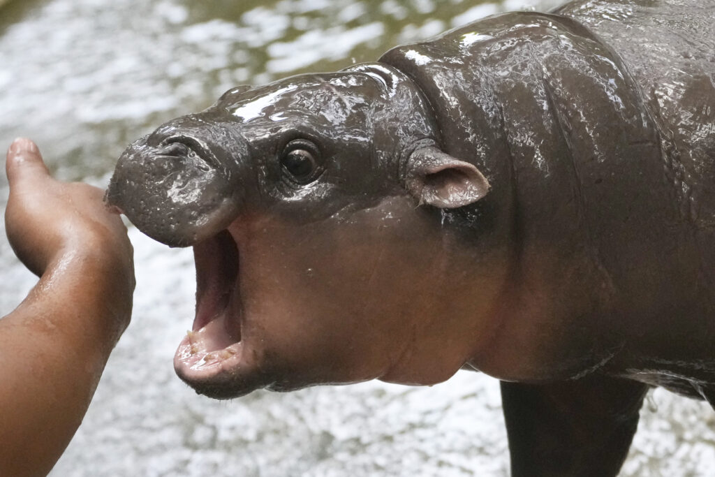 Two-month-old baby hippo Moo Deng plays with a zookeeper in the Khao Kheow Open Zoo in Chonburi province, Thailand, Thursday, Sept. 19, 2024. (AP Photo/Sakchai Lalit)