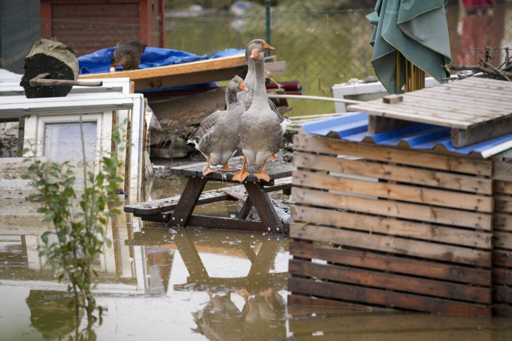 Geese stand on an outdoor table in a flooded neighbourhood in Ostrava, Czech Republic, Tuesday, Sept. 17, 2024. (AP Photo/Darko Bandic)