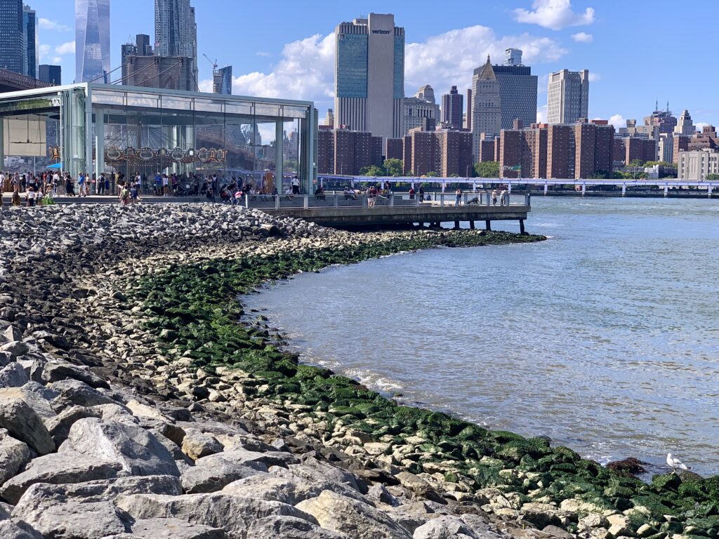 A third set of bone fragments, presumably human, were found among the rocks near Jane’s Carousel on Saturday, Aug. 31. Photo: Mary Frost, Brooklyn Eagle