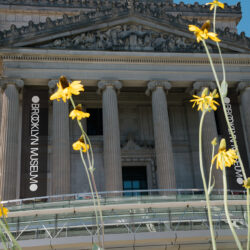 The Brooklyn Museum. Photo courtesy of the Brooklyn Museum