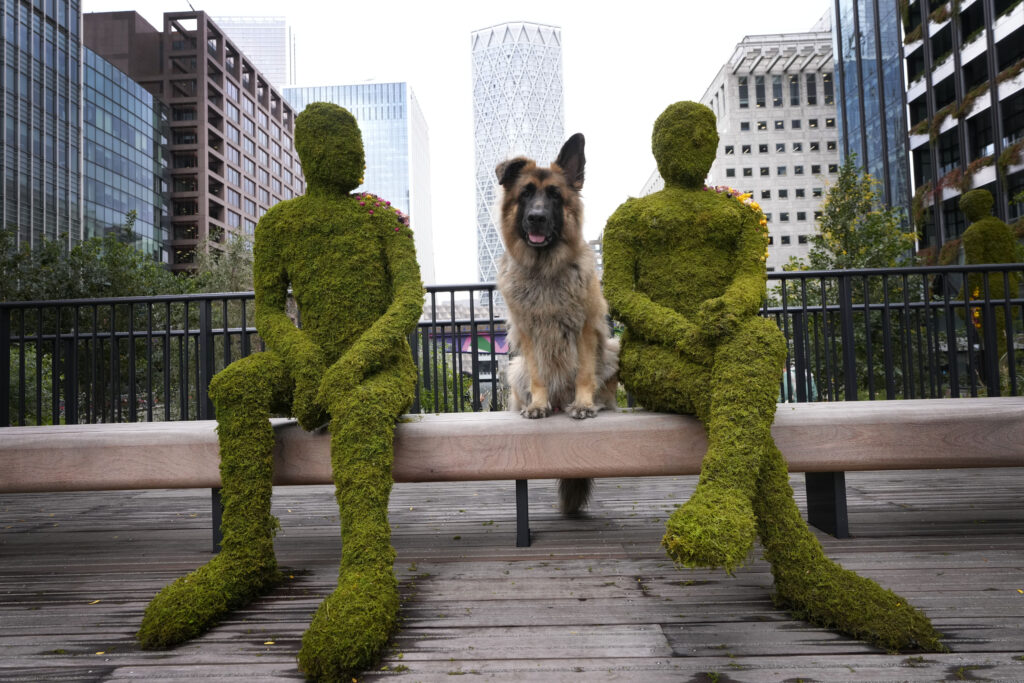 Jengo the dog sits with part of an installation called Eden Dock in London's Canary Wharf financial district, in partnership with the Eden Project, with the aim to improve the well-being of people who live, work or visit the area, Wednesday, Oct. 2, 2024. (AP Photo/Kirsty Wigglesworth)