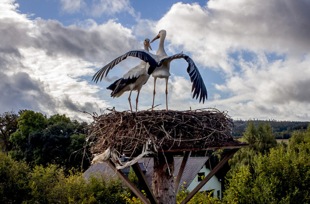 Two storks stand in their nest in Wehrheim near Frankfurt, Germany, Tuesday, Oct. 1, 2024. (AP Photo/Michael Probst)