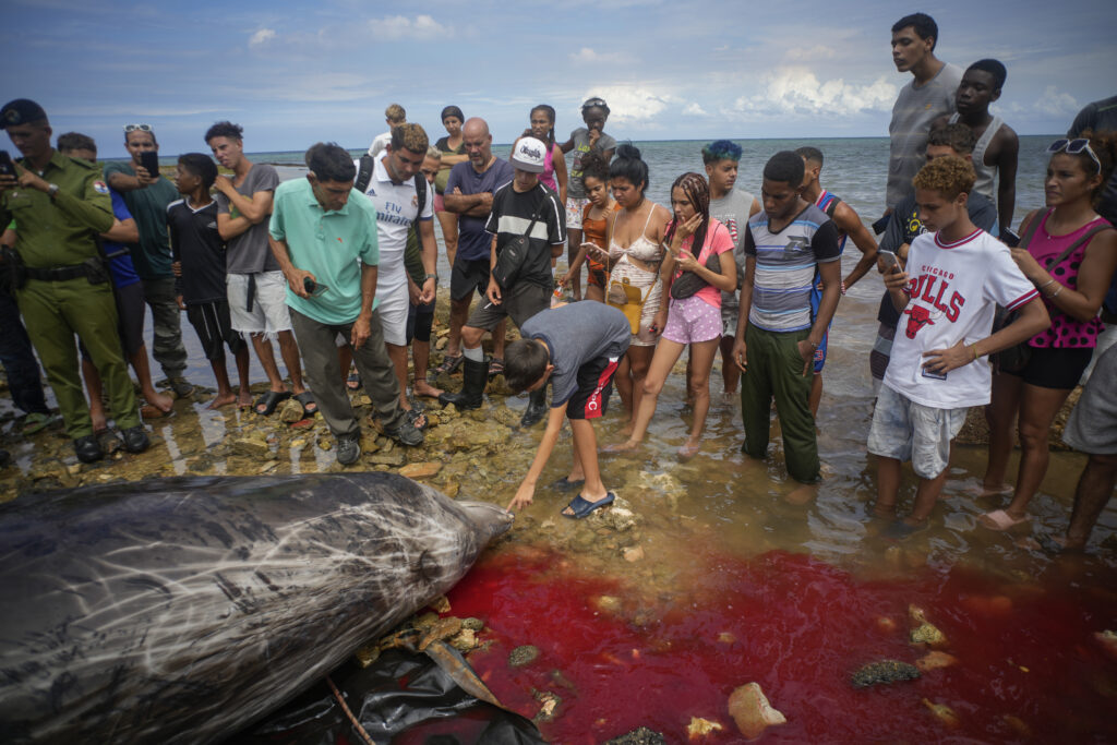 People inspect a dead whale on the coast of Baracoa, Artemisa province, Cuba, Thursday, Oct. 3, 2024. (AP Photo/Ramon Espinosa)