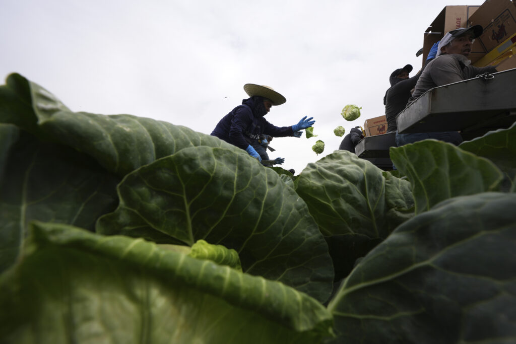 Workers harvest cabbage Wednesday, March 5, 2025, on a field less than ten miles from the border with Mexico, in Holtville, Calif.