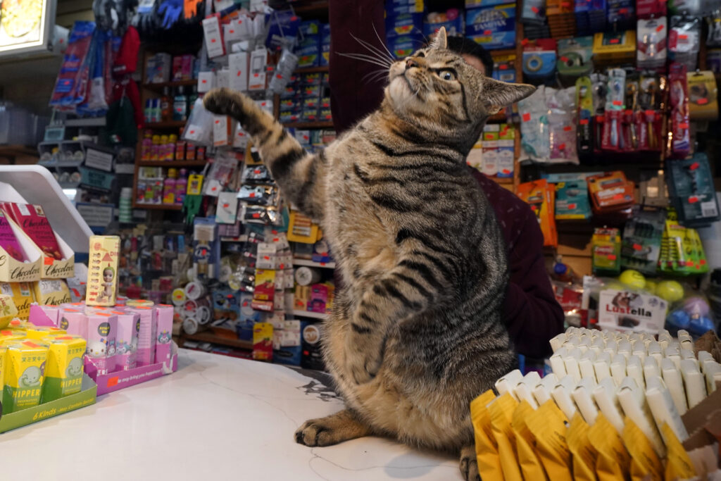 Elias stands briefly on the checkout counter at Stars Deli in Williamsburg, Friday, March 14, 2025. AP Photo/Richard Drew
