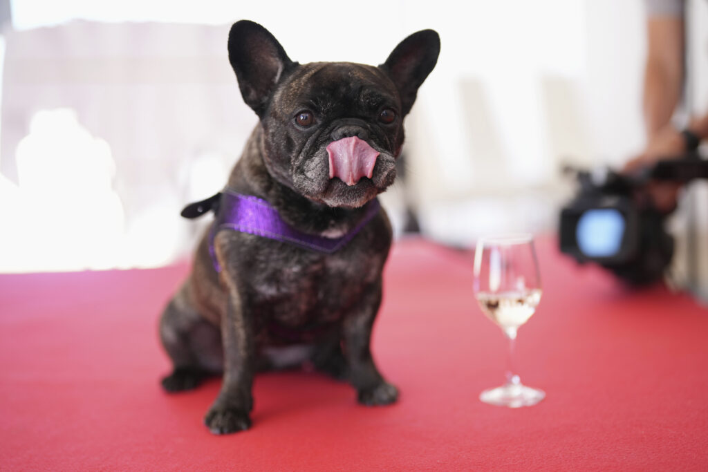 Nala poses for a photo during the Palm Dog award ceremony at the 78th international film festival in Cannes, southern France, Friday, May 23, 2025.