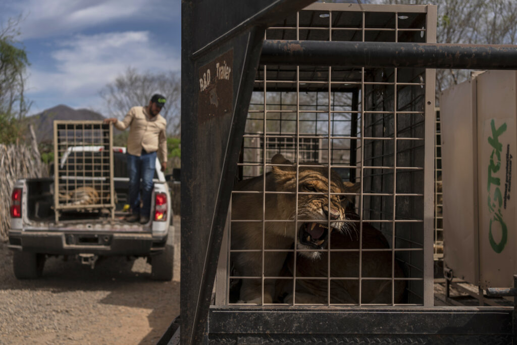 A lion sits in a cage waiting to be transported to Mazatlan, Sinaloa state, at the Ostok Sanctuary, on the outskirts of Culiacan, Sinaloa state, Mexico, Tuesday, May 20, 2025.