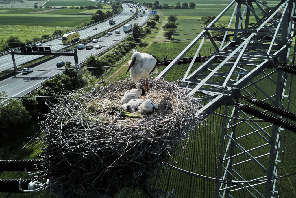A mother stork guards her storklets on the outskirts of Frankfurt, Germany, Thursday, May 15, 2025.