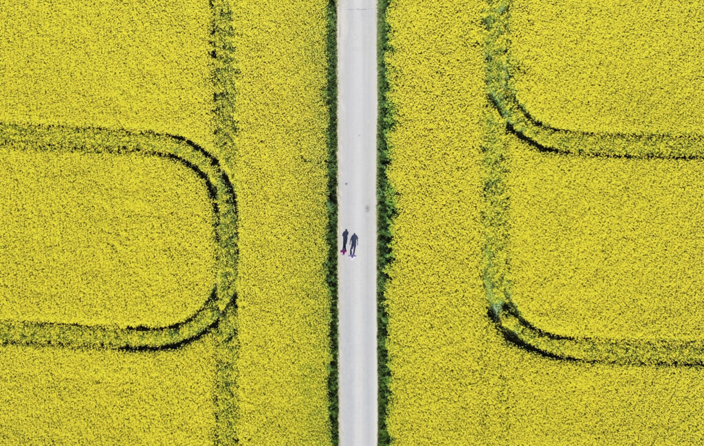 Two men walk between rape fields in the outskirts of Frankfurt, Germany, Wednesday, April 30, 2025.