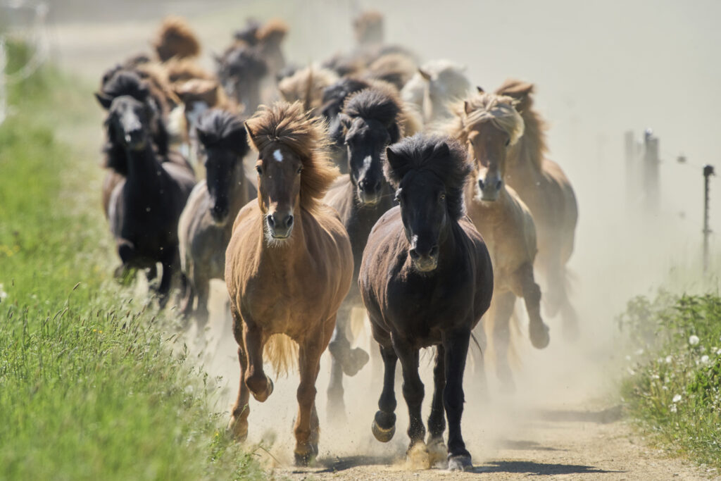 Icelandic horses are driven to their paddock for the first time in the season at a stud farm in Wehrheim near Frankfurt, Germany, Sunday, May 11, 2025.