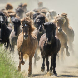 Icelandic horses are driven to their paddock for the first time in the season at a stud farm in Wehrheim near Frankfurt, Germany, Sunday, May 11, 2025.