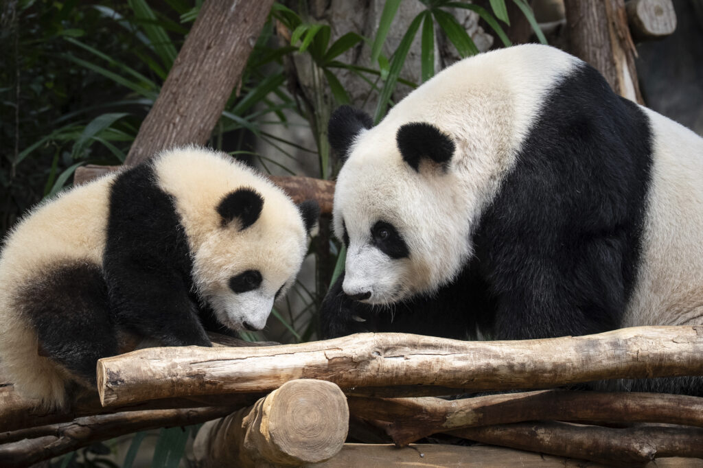 Giant panda Ying Ying, right, and her daughter Jia Jia are seen at their enclosure in Ocean Park in Hong Kong, Tuesday, May 27, 2025.