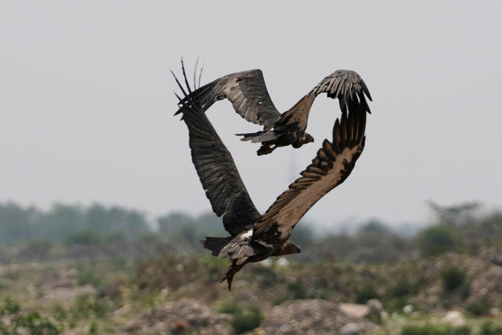 Vultures fly over the decomposed body of an animal, unseen, in Jammu, India, Tuesday, May 27, 2025.