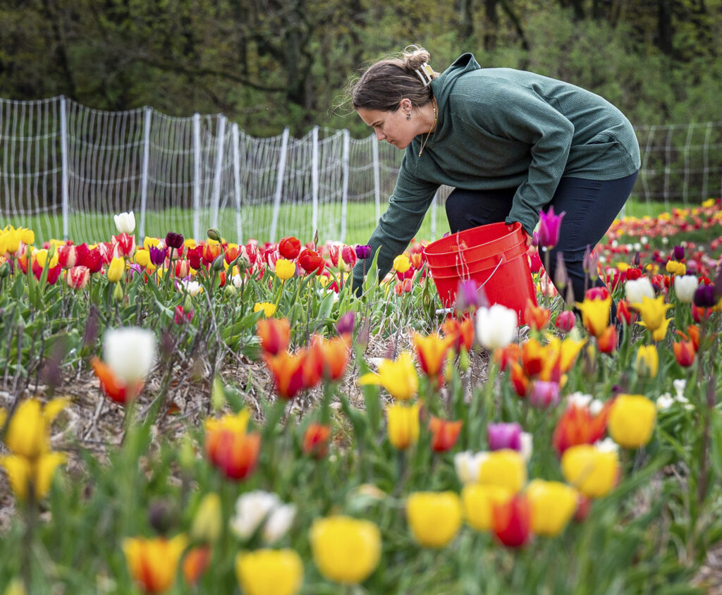 Madison Pelletier picks tulips Wednesday morning at Chipman's Upick Tulips in Poland, Maine.