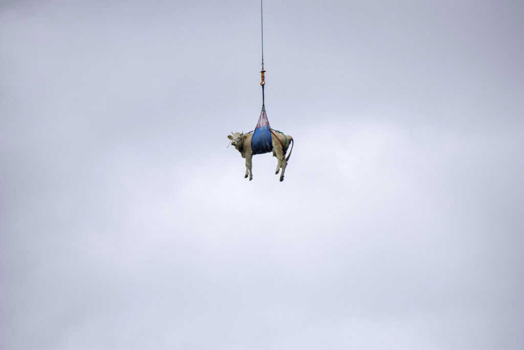 A cow is flown by helicopter from the landslide area near the Bietschhorn in the Loetschental, to a farm in Ferden, Switzerland, Tuesday, May 20 2025.