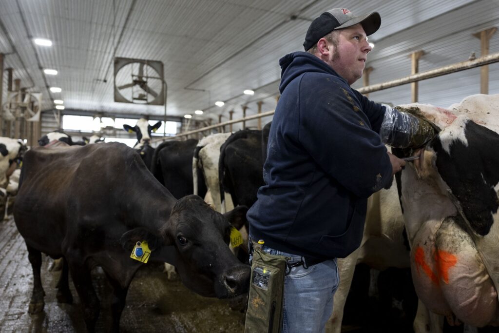 A cow, left, nudges dairy farmer Jeremy Brown as he inseminates a cow at Twin Birch Dairy on Friday, March 21, 2025, in Skaneateles, N.Y. Caitlyn Daproza via AP