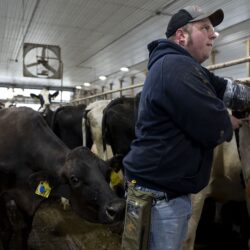 A cow, left, nudges dairy farmer Jeremy Brown as he inseminates a cow at Twin Birch Dairy on Friday, March 21, 2025, in Skaneateles, N.Y. Caitlyn Daproza via AP