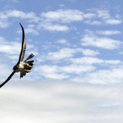 A peregrine falcon flies over San Francisco, April 23, 2012. AP Photo/Marcio Jose Sanchez, File