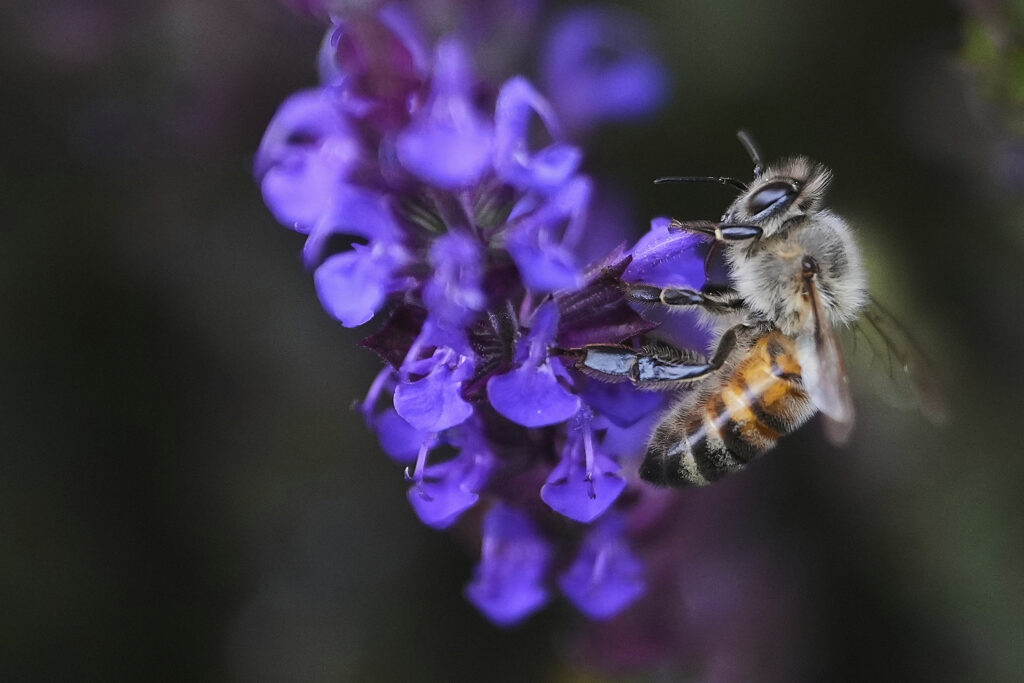 A bee collects pollen from a blue salvia, part of the blue greeen and white flower colour scheme at the All England Lawn Tennis and Croquet Club, ahead of the Wimbledon Championships in London, Wednesday, June 25, 2025.