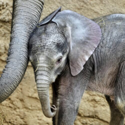 Two-week-old African elephant Kaja stands next to its mother in the Opel Zoo in Kronberg near Frankfurt, Germany, Thursday, June 12, 2025.
