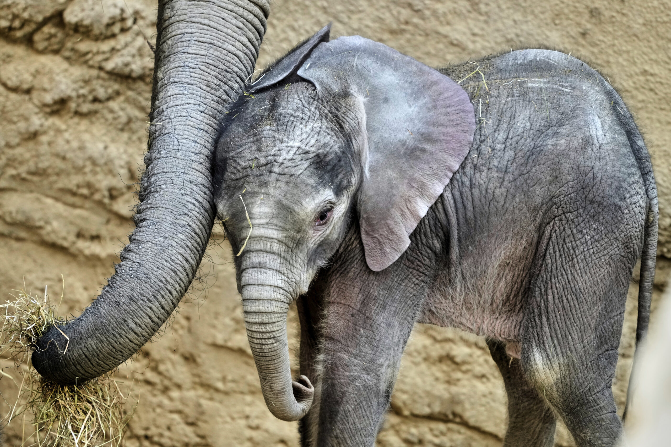 Two-week-old African elephant Kaja stands next to its mother in the Opel Zoo in Kronberg near Frankfurt, Germany, Thursday, June 12, 2025.
