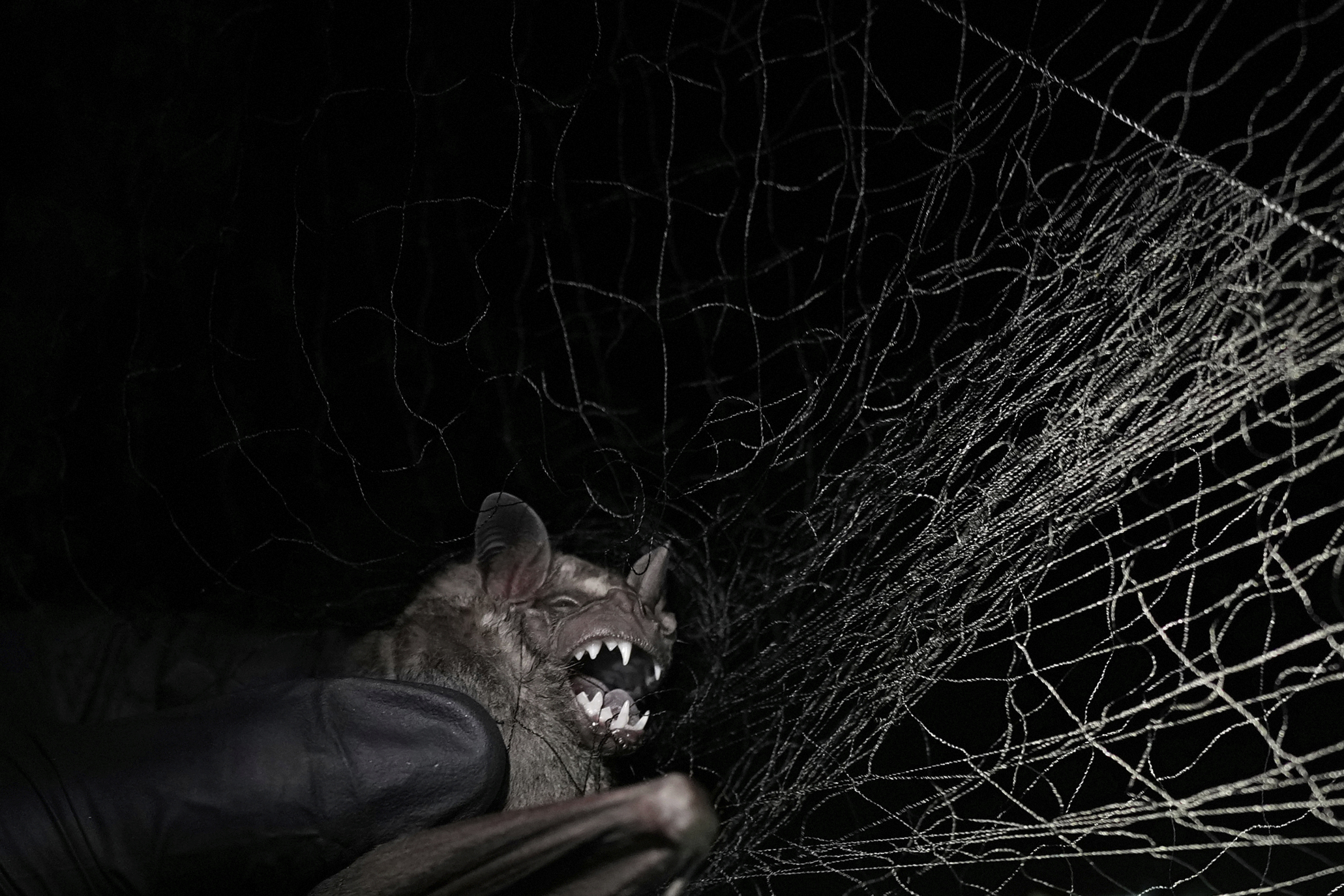 A scientist from the Smithsonian Tropical Research Institute captures a bat for research in Gamboa, Panama, Sunday, June 1, 2025.
