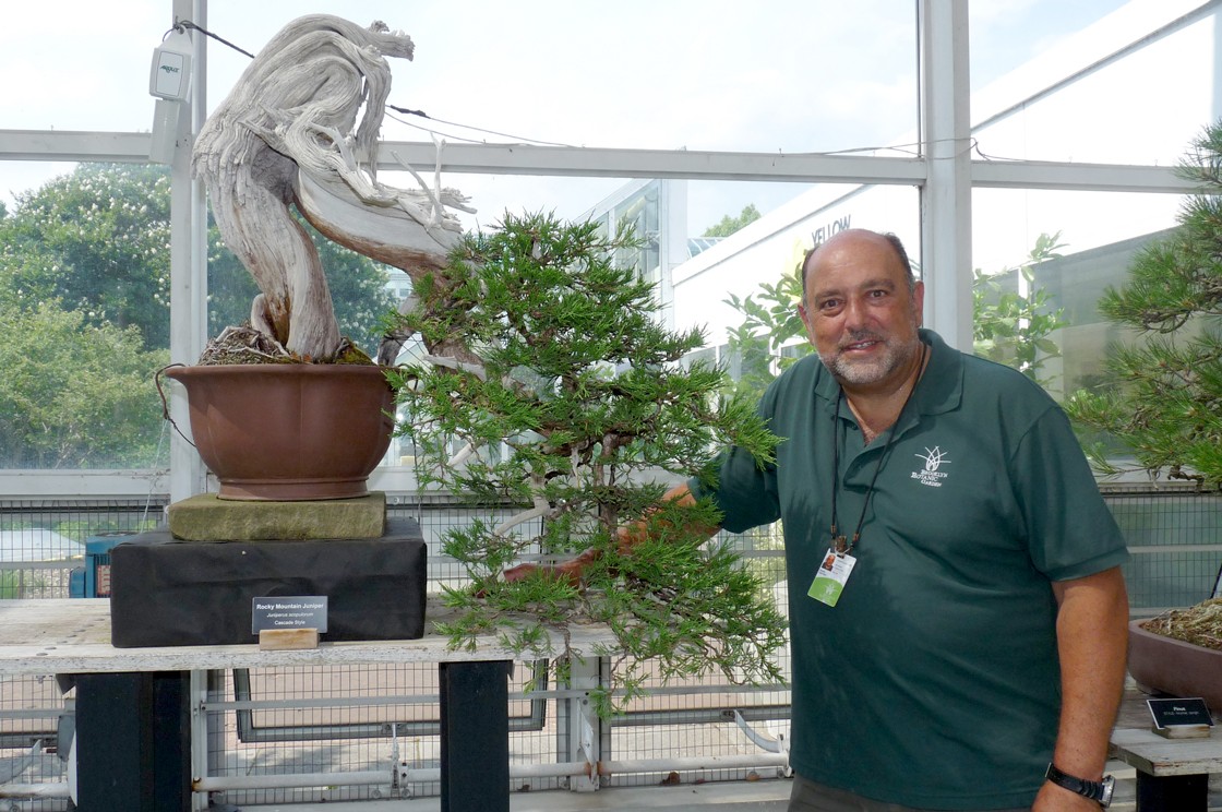 David Castro with Juniperus scopulorum (Rocky Mountain juniper) in the Bonsai Museum. Photo by Sarah Gowanlock courtesy of Brooklyn Botanic Garden