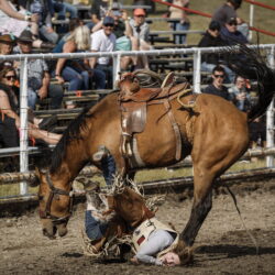 Victoria Ruf, of Rocky View County, Alberta, hits the ground after her ride in women's ranch bronc during rodeo action in Crossfield, Alberta, Saturday, June 14, 2025.
