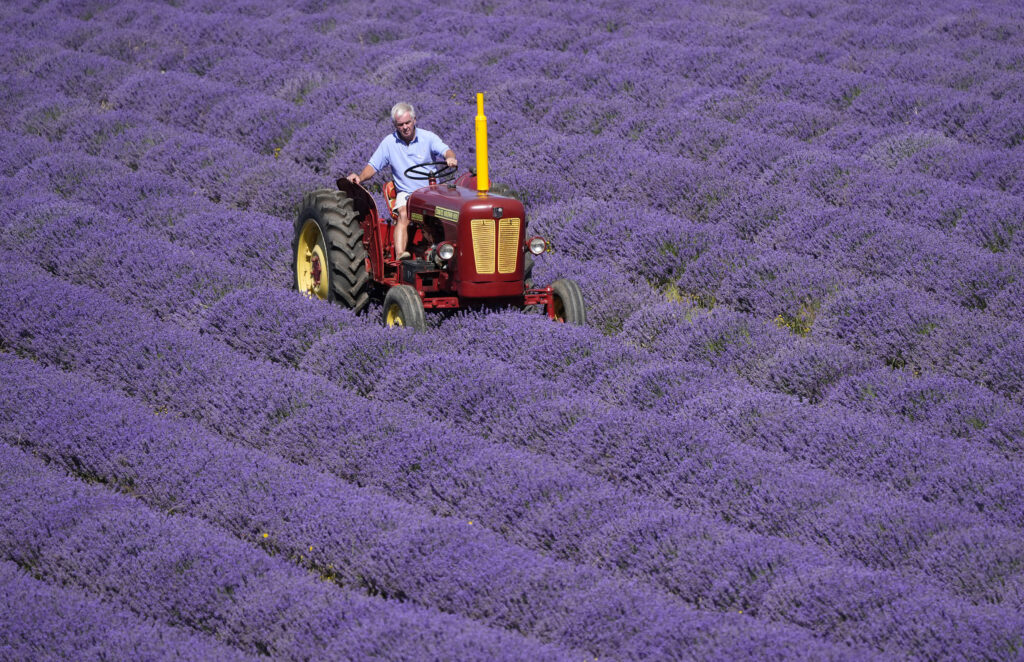 Andrew Elms, owner of Lordington Lavender, inspects rows of lavender on the farm near Chichester, England, Thursday, July 3, 2025.