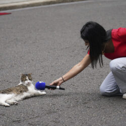 A reporter points their microphone at Larry the Cat, Chief Mouser to the Cabinet Office, as Britain's Prime Minister Keir Starmer meets French President Emmanuel Macron at 10 Downing Street in London, Wednesday, July 9, 2025.