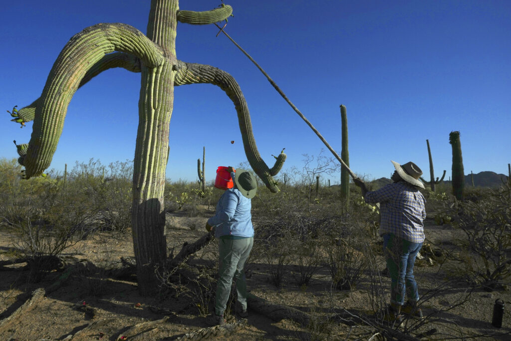 Tanisha Tucker Lohse, right, and Maria Francisco, both of the Tohono Oʼodham nation, harvest fruit from a saguaro cactus in Saguaro National Park near Tucson, Ariz., on Monday, June 23, 2025.
