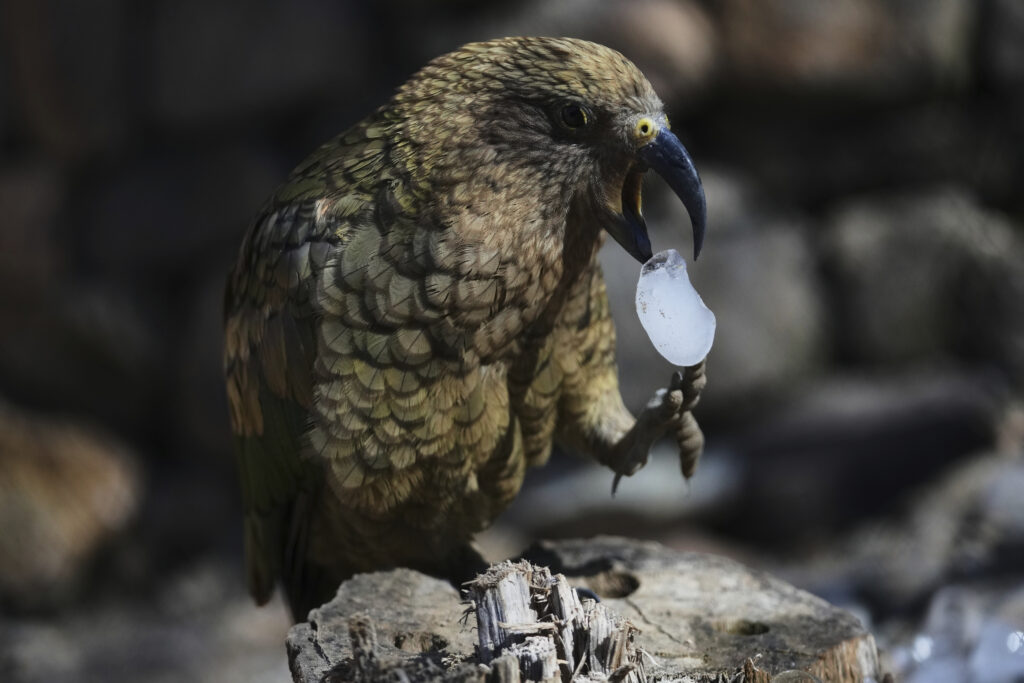 A kea parrot drops an ice cube that was brought to its enclosure on a hot and sunny day at the Zoo in Prague, Czech Republic, Tuesday, July 1, 2025.