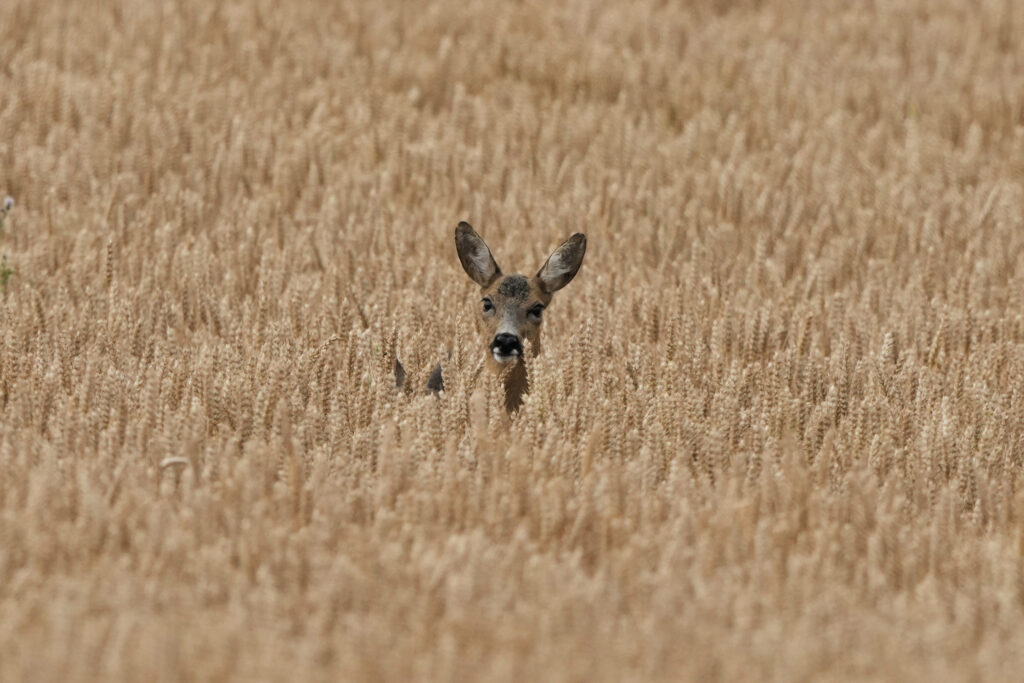 A deer and its baby stand in a cornfield in Neu-Anspach near Frankfurt, Germany, Tuesday, July 8, 2025.