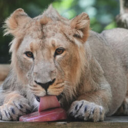 Asiatic Lion cub Mali licks a blood ice lolly at London Zoo, as parts of the UK face a fourth heatwave of the summer, with temperatures expected to rise to the mid-30s, in London, Tuesday, Aug. 12, 2025.