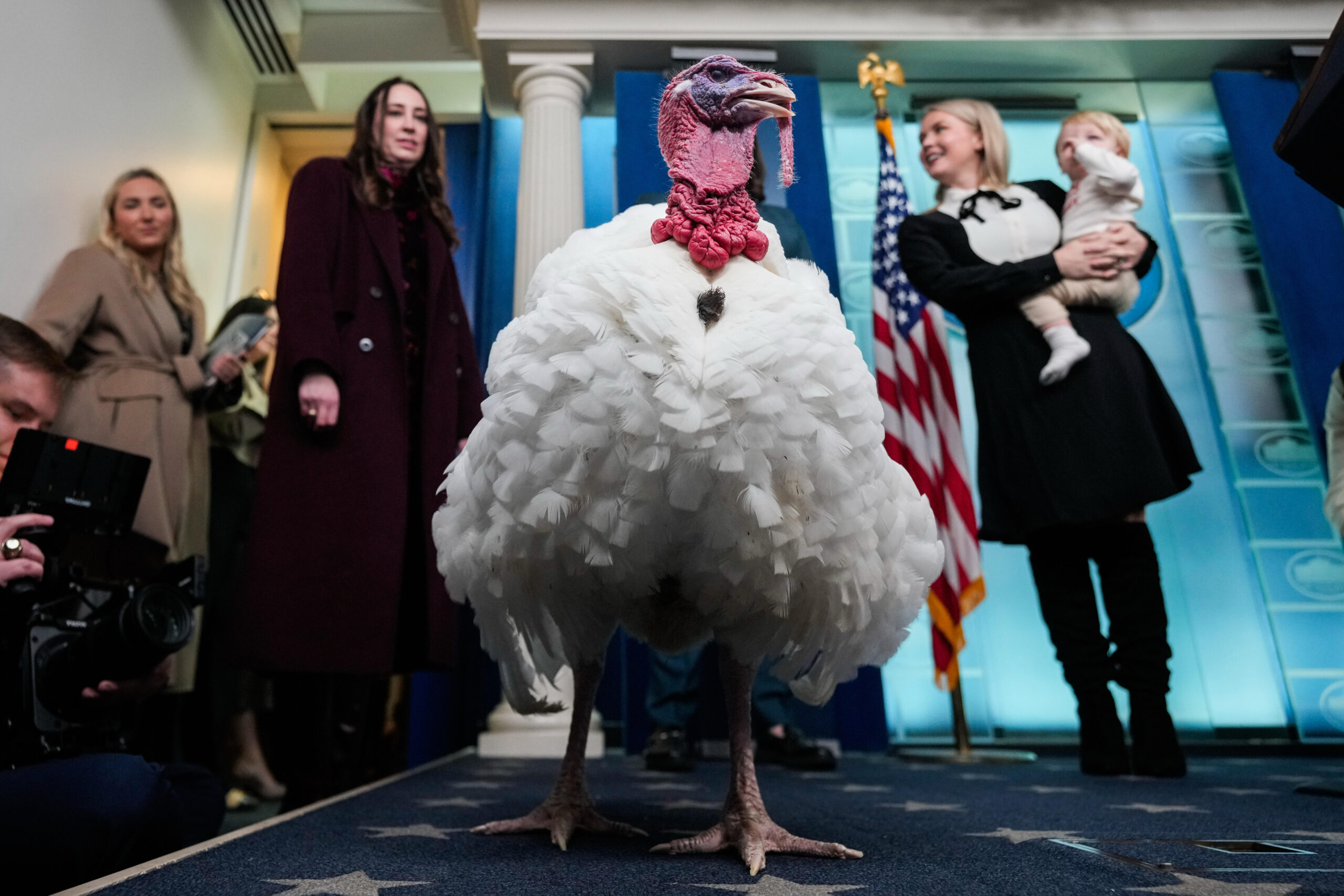 Waddle, the alternate national Thanksgiving turkey, stands in the White House press briefing room, Tuesday, Nov. 25, 2025, in Washington. Photo: Julia Demaree Nikhinson/AP