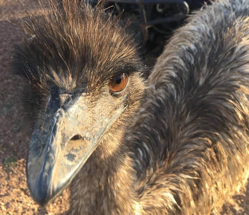 In this photo taken and released by Leanne Byrne, an emu named Carol, three years old and raised from an egg, walks around behind a fence, July 5, 2020, in Yaraka, in the Longreach Region, Queensland, Australia, population 13. An Australian Outback pub has banned two emus, Carol and another, for “bad behavior” after they learned to climb the stairs and created havoc inside. The two large, flightless birds were already adept at stealing food from people in a lightly populated Queensland state outpost. Photo: Leanne Byrne/AP
