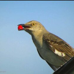 Why battery energy storage systems are a safe and valuable community resource – Brooklyn Eagle