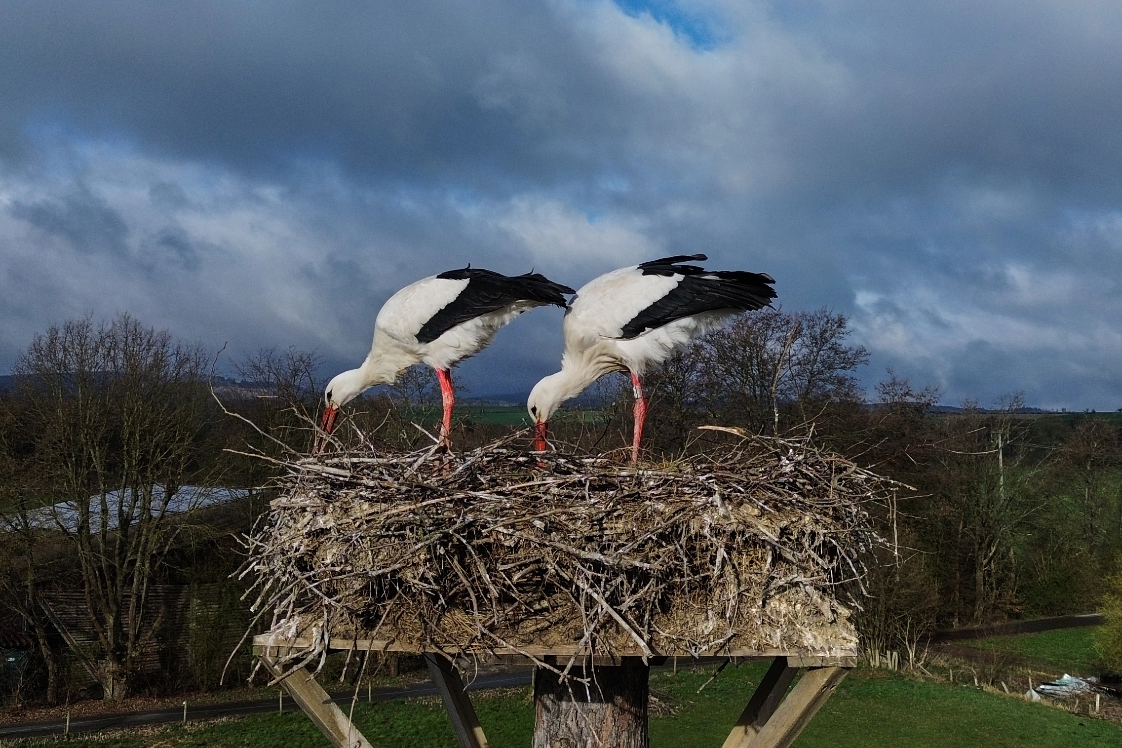 FRANKFURT — This looks like real teamwork: Storks put branches in their nest, in Wehrheim near Frankfurt, Germany, Thursday, March 26, 2026. Photo: Michael Probst/AP