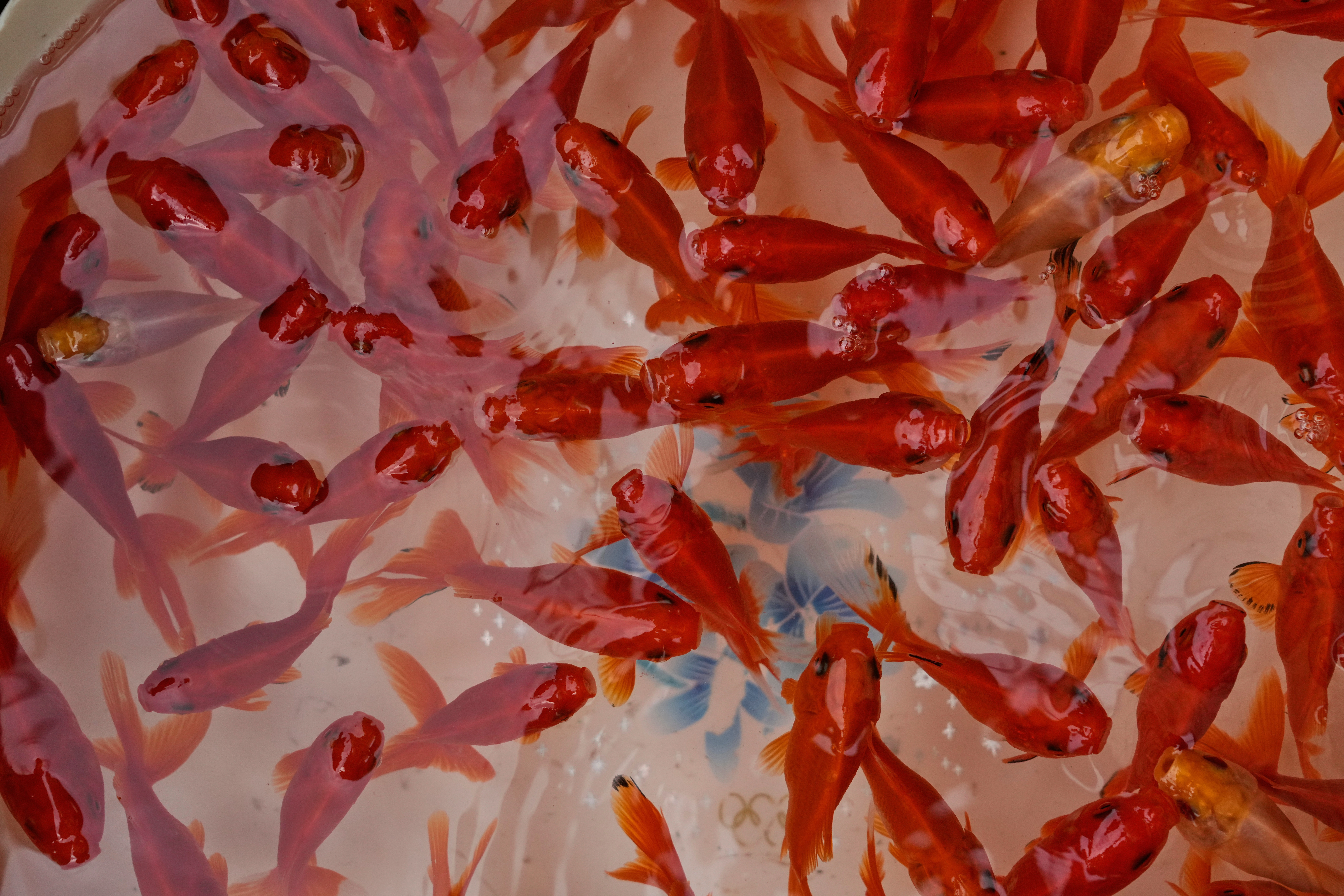 TEHRAN — A red hot symbol at the moment: Red fish, one of the symbols of the Persian New Year, are displayed to sell ahead of the New Year, or Nowruz, meaning "New Day," in northern Tehran, Iran, Thursday, March 19, 2026. Photo: Vahid Salemi/AP