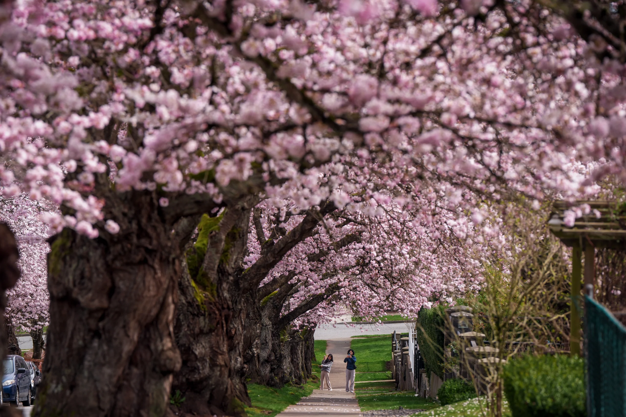 VANCOUVER — No missiles landing yet in peaceful Canadian city: People take photos of cherry blossom trees in full bloom, in Vancouver, British Columbia, Monday, March 23, 2026. Photo: Darryl Dyck/The Canadian Press via AP