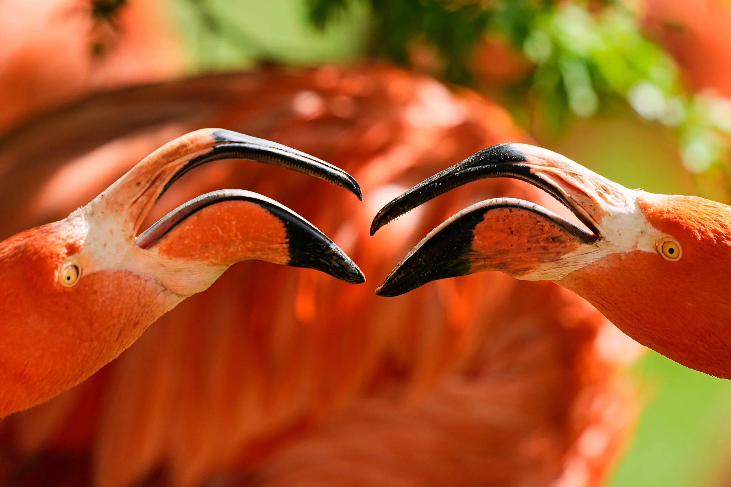 COLOGNE — Nature’s delight — beaks nearly meet for a heartfelt moment: Two flamingos are shown at the zoo in Cologne, Germany, on a warm and sunny Thursday, April 9, 2026. Photo: Martin Meissner/AP