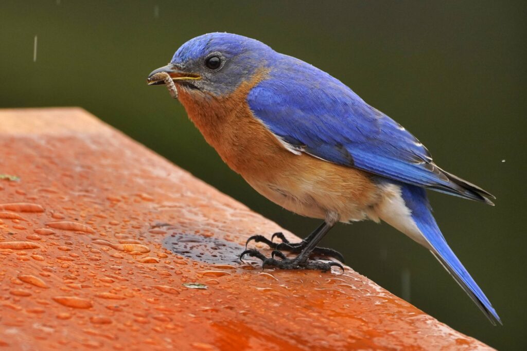 An eastern bluebird eats an insect on a rainy day, Tuesday, April 12, 2022, in Freeport, Maine. Photo: Robert F. Bukaty/AP