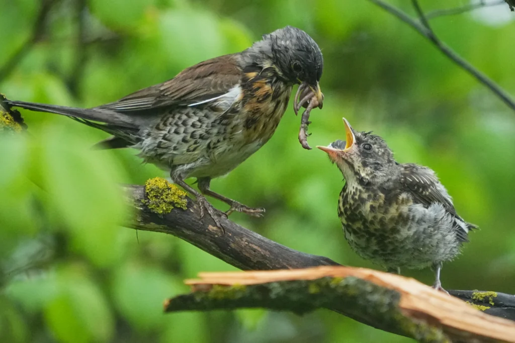 ESTONIA — "Ob-La-Di, Ob-La-Da," life goes on … A thrush feeds a fledgling in a city park in Tallinn, Thursday, May 21, 2026. Photo: Sergei Grits/AP