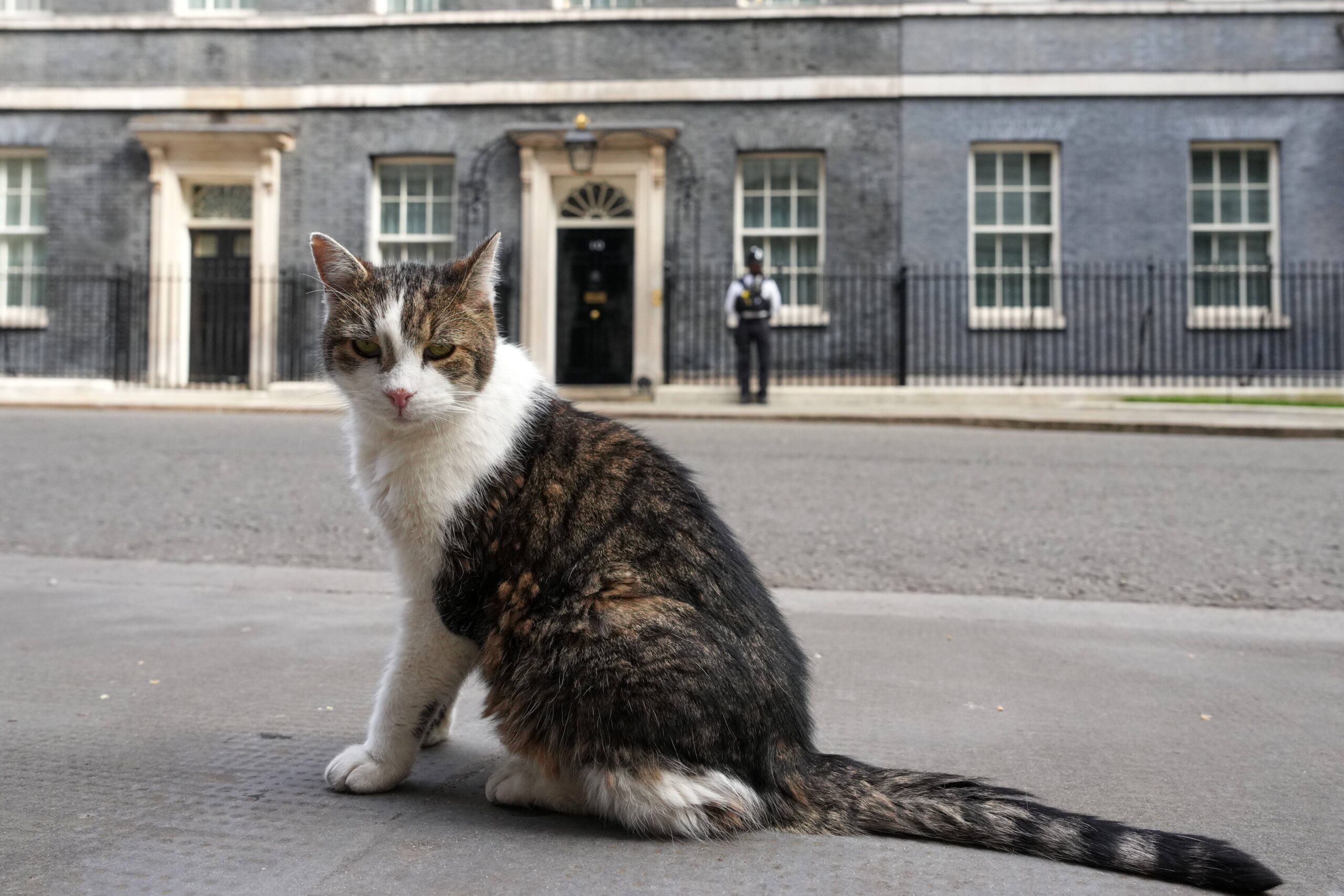 Larry the cat, Chief Mouser to the Cabinet Office, sits opposite 10 Downing Street after the UK 2026 local elections in London, Friday, May 8, 2026. Photo: Kirsty Wigglesworth/AP