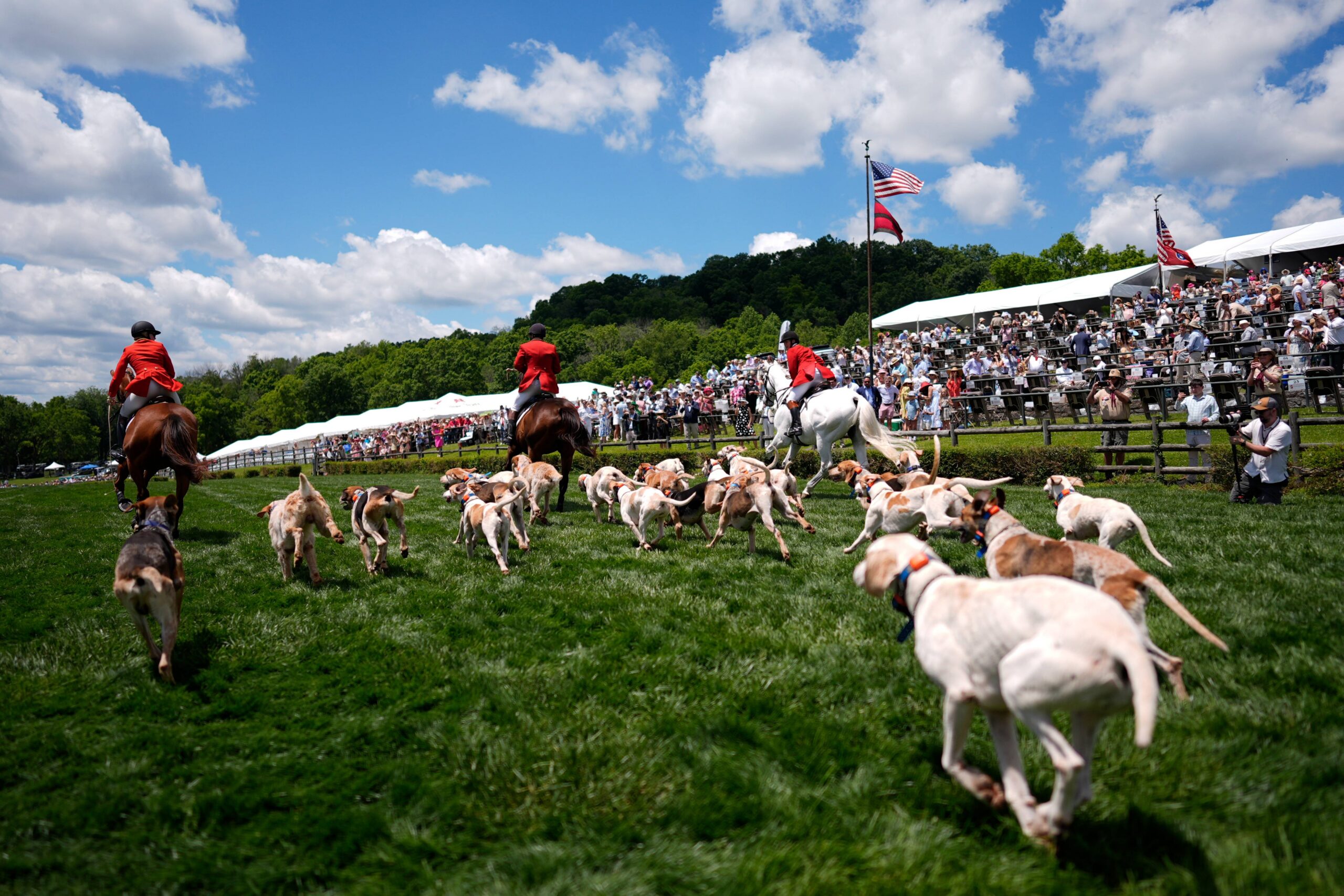 Hounds run past the grandstand during the Parade of Mells Foxhounds at the Iroquois Steeplechase in Nashville, Tenn., Saturday, May 9, 2026. Photo: George Walker IV/AP
