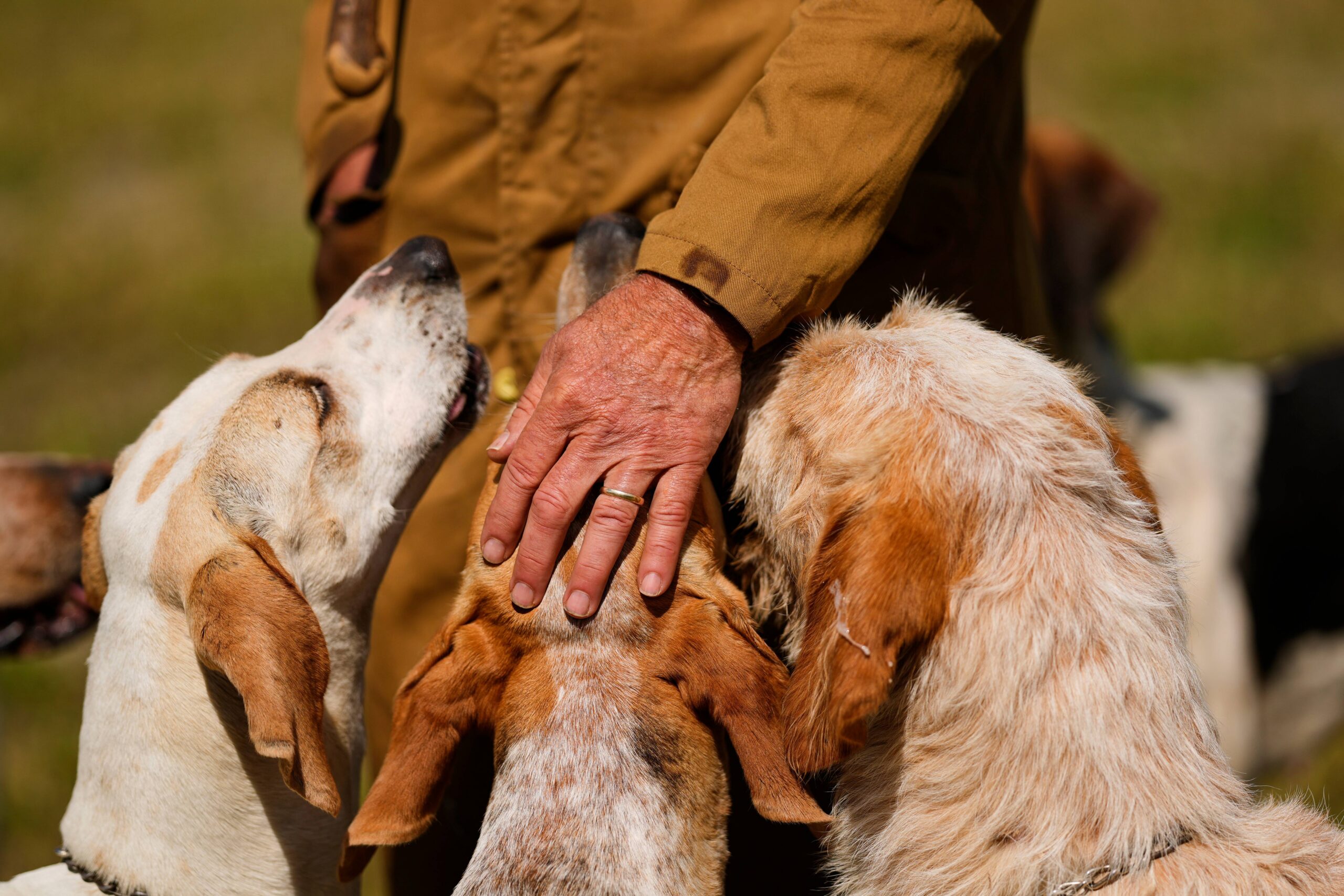 Charles Montgomery pets his hounds before the Parade of Mells Foxhounds at the Iroquois Steeplechase, Saturday, May 9, 2026, in Nashville, Tenn. Photo: George Walker IV/AP