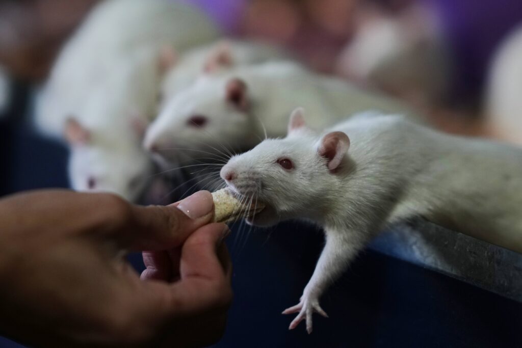 Dominique Verdier feeds former laboratory rats she adopted, at her home in Buenos Aires, Argentina, Friday, May 15, 2026. Photo: Natacha Pisarenko/AP