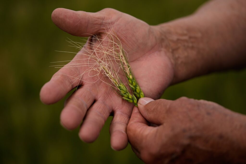 Farmer Vance Ehmke looks at wheat damaged by a late freeze in one of his fields Friday, May 15, 2026, near Healy, Kan. Photo: Charlie Riedel/AP